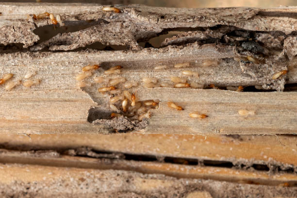 Best Cockroach Control Services  in Southern Gateway, VA
