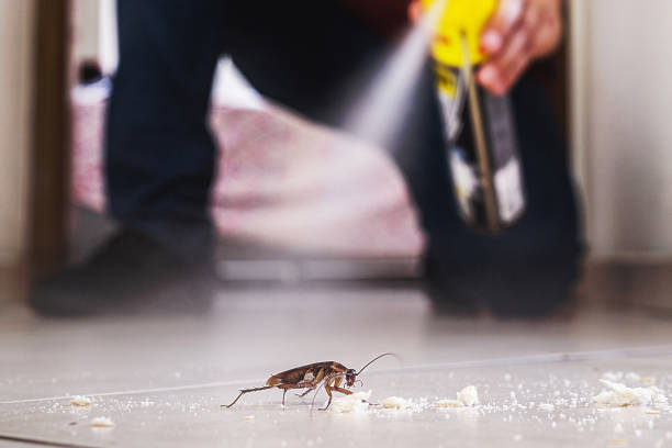 Best Termite Control Services  in Southern Gateway, VA