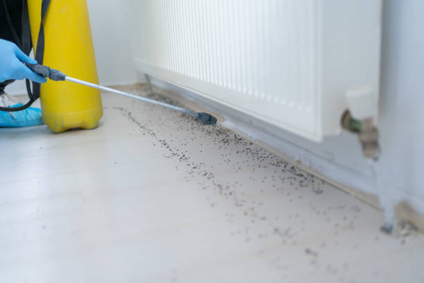 Best Bed Bug Extermination  in Southern Gateway, VA